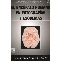El encéfalo humano en fotografías y esquemas