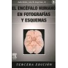 El encéfalo humano en fotografías y esquemas